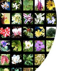 Photo of Florida plants and native plants and link to plant database