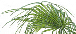 Image of tall grass