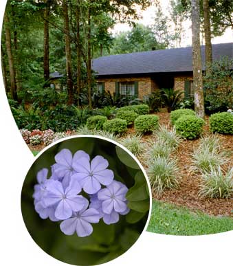 Image of  landscaped house and flower